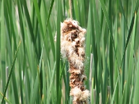 02115 - Photo expedition with Daniel - Cattail.jpg